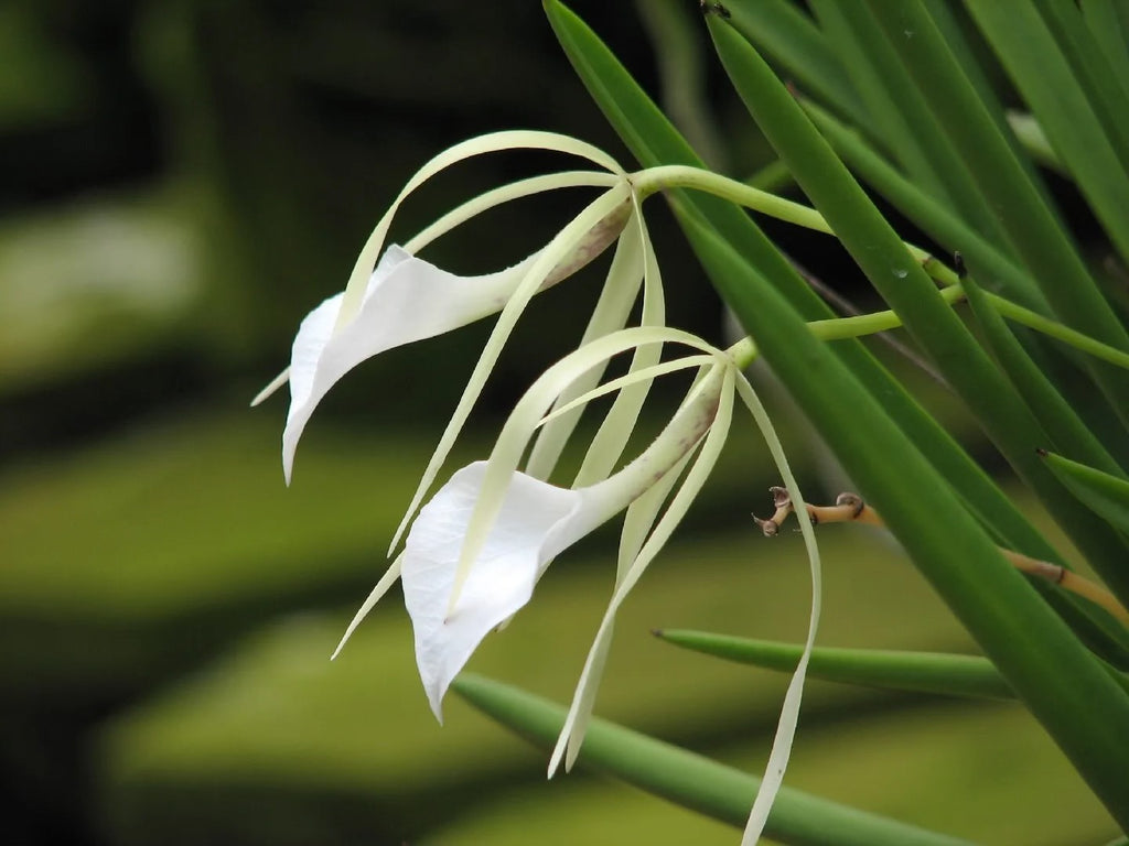 Brassavola Nodosa