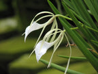 Brassavola Nodosa