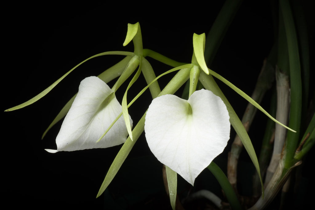 Brassavola Nodosa