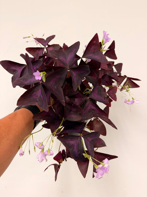 purple butterfly indoor plant Oxalis triangularis