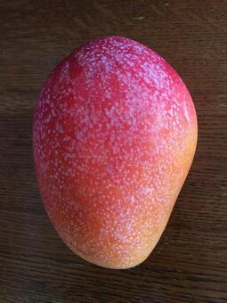 Mangifera indica 'Irwin'