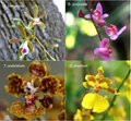 The Million Orchid Project Restoration Kit - South Florida bundle (Tree and Terrestial species)