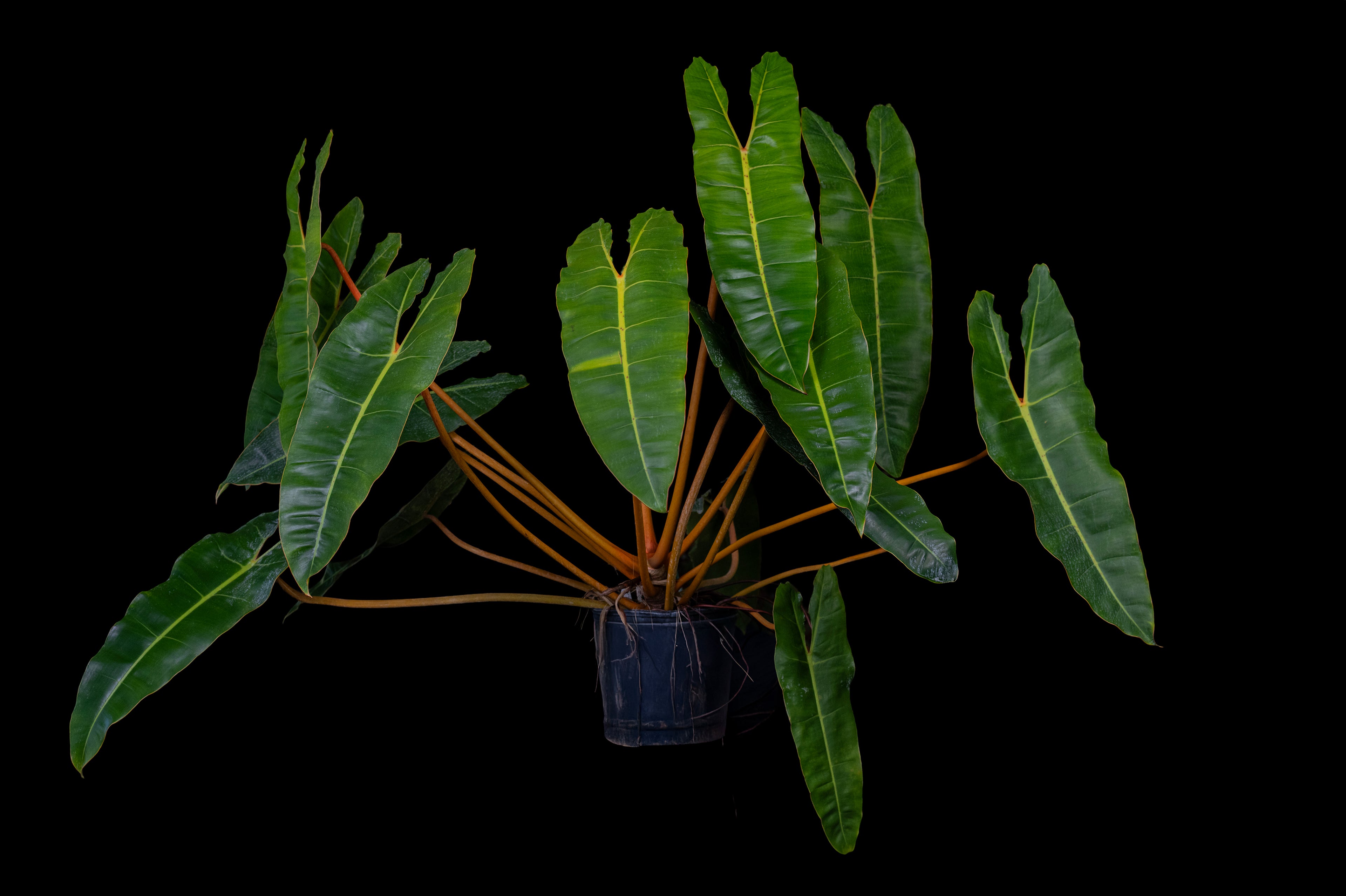Philodendron billietiae