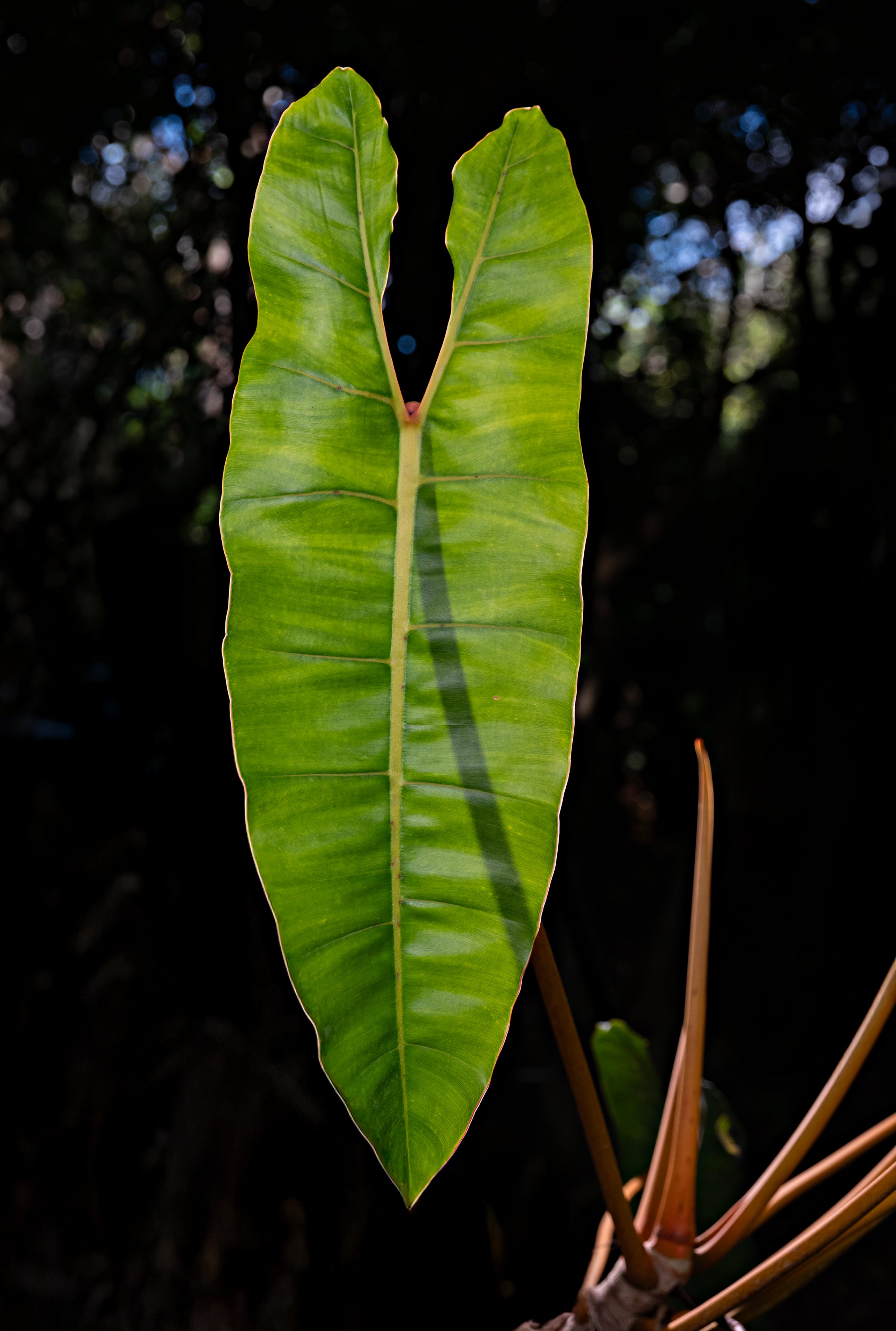 Philodendron billietiae