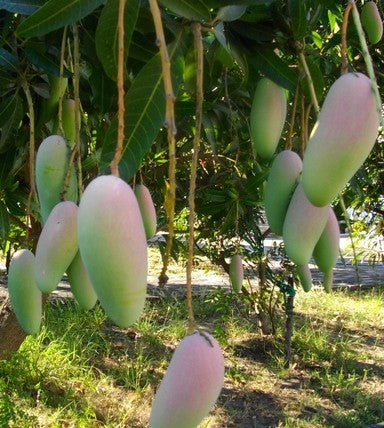 Mangifera indica 'Maha Chanok'