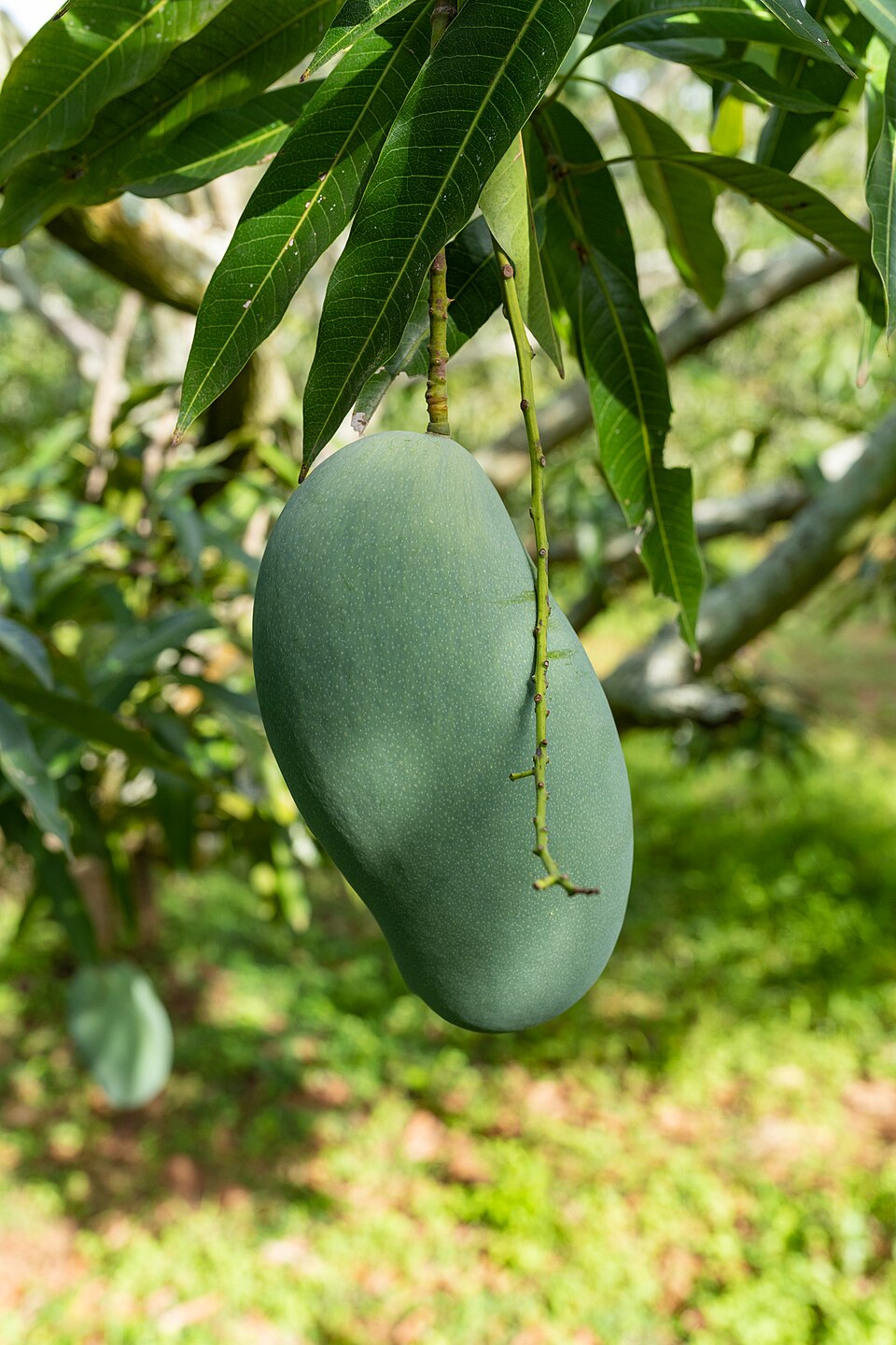 Mangifera indica 'Mallika' Tree