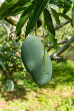 Mangifera indica 'Mallika' Tree