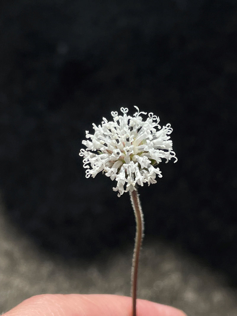 Melanthera parvifolia