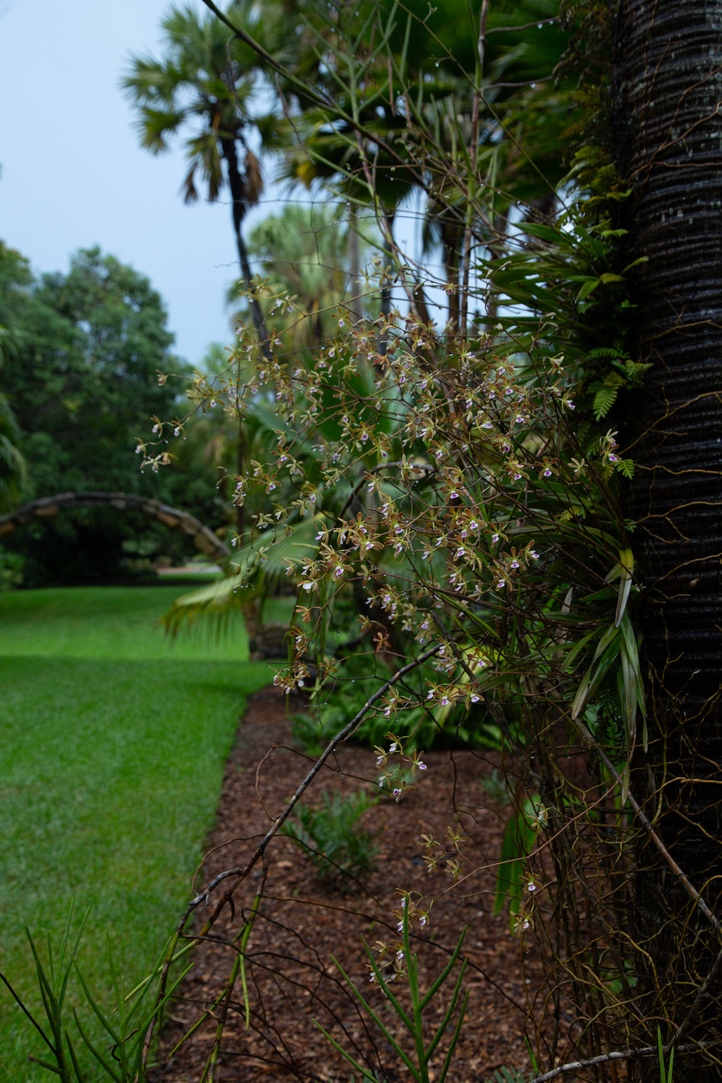 Encyclia tampensis
