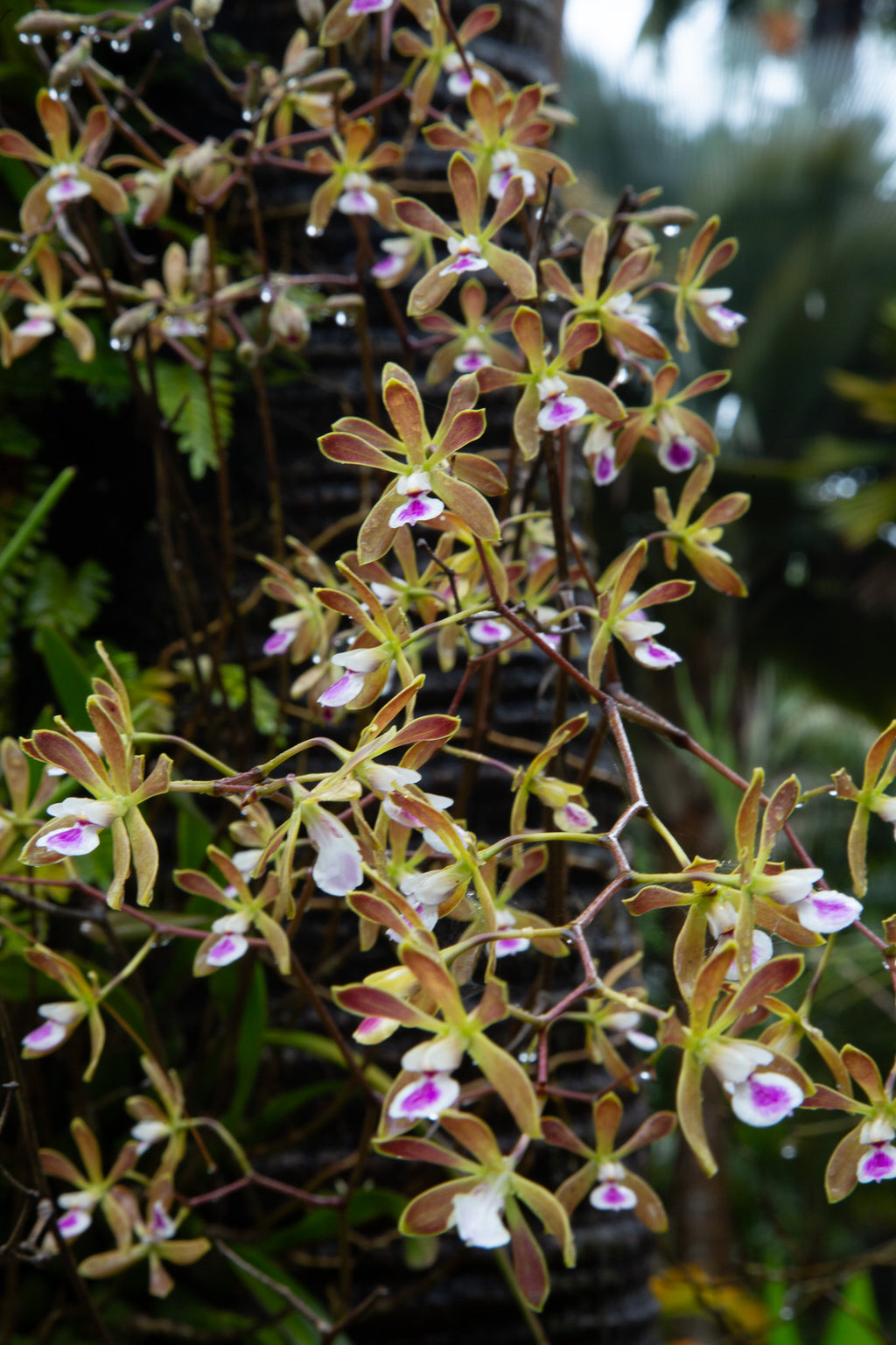 Encyclia tampensis