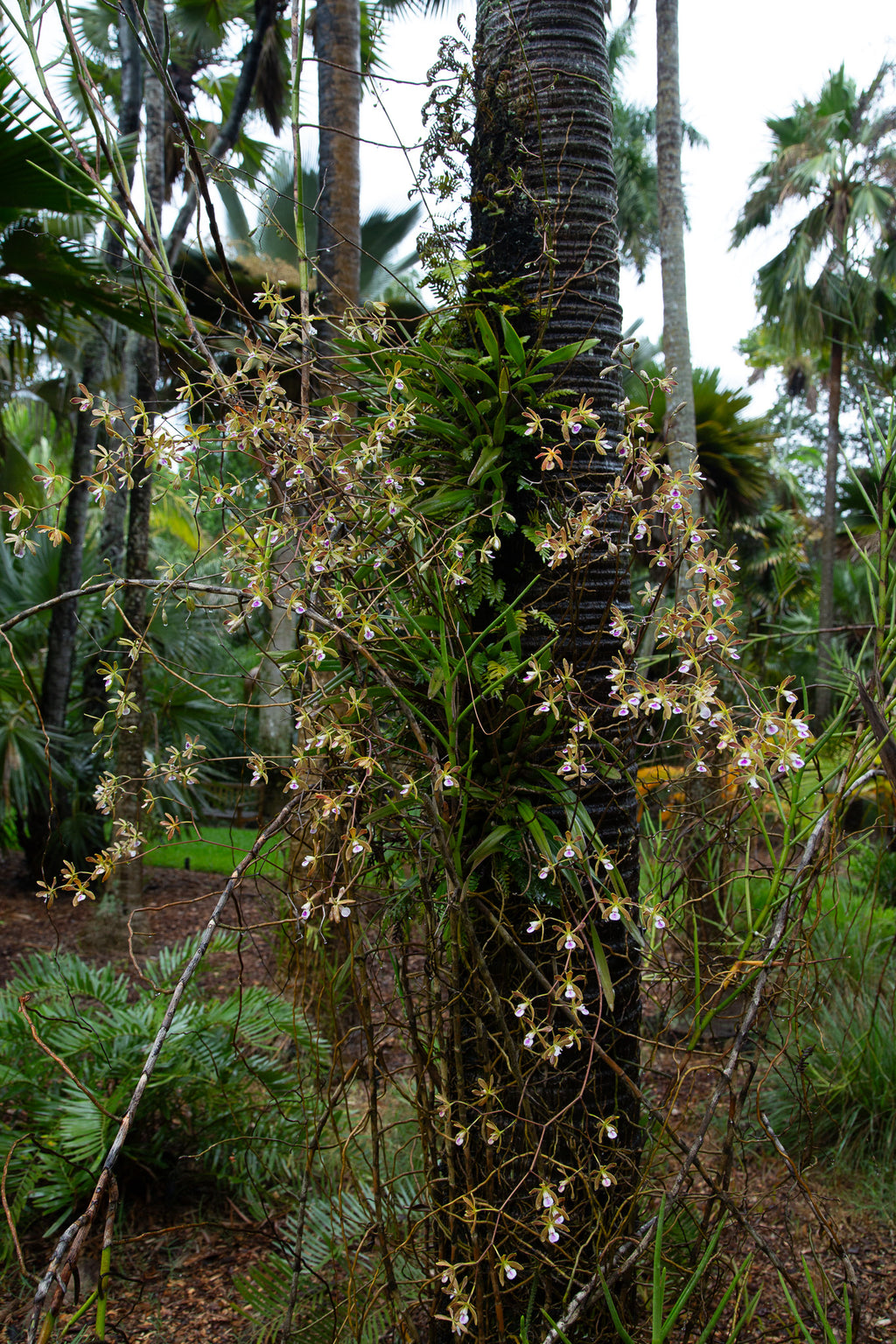 Encyclia tampensis