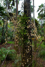 Encyclia tampensis
