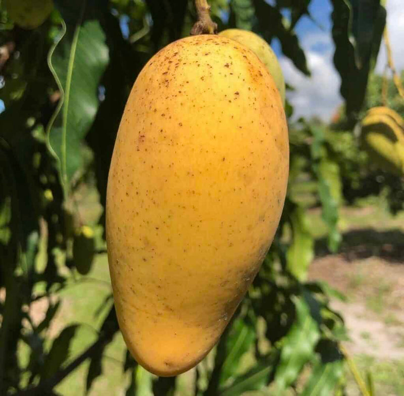 Mangifera indica 'Lemon Meringue'