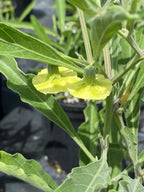 Physalis walteri