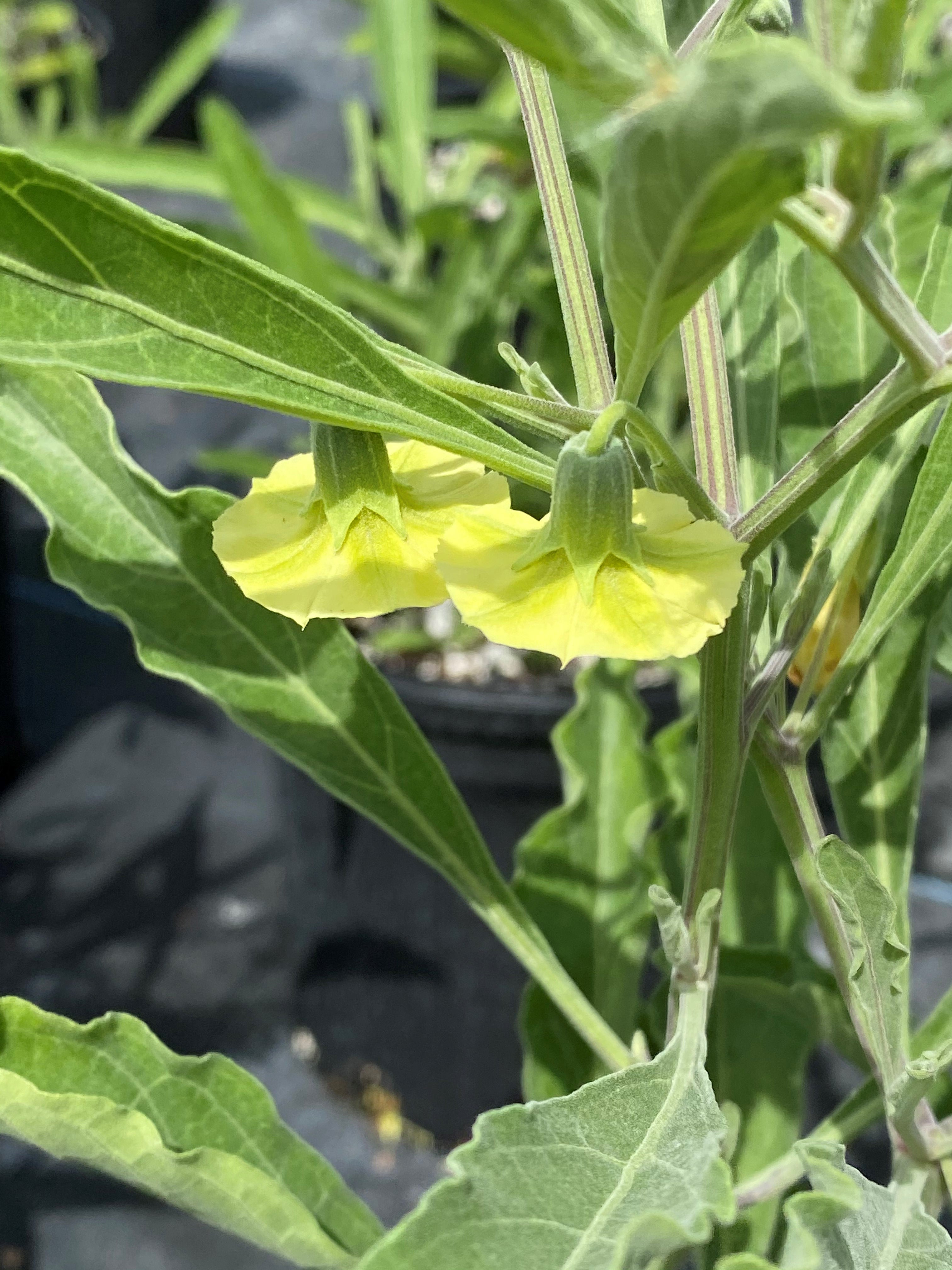 Physalis walteri