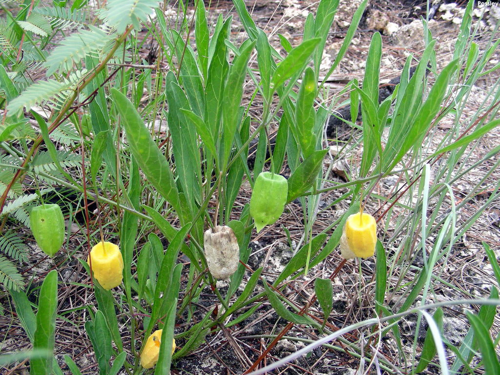 Physalis walteri