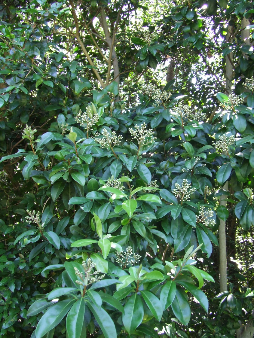 Ardisia escallonioides