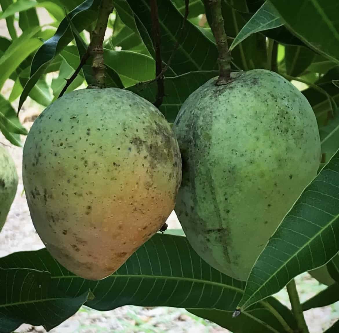 Mangifera indica 'Pina Colada'