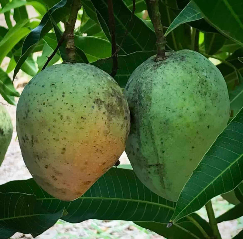 Mangifera indica 'Pina Colada'