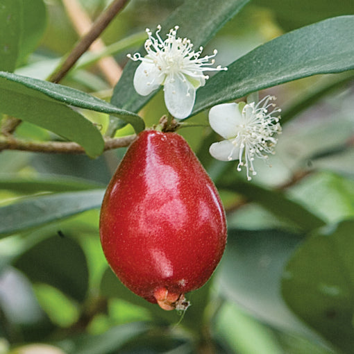 Eugenia reinwardtiana