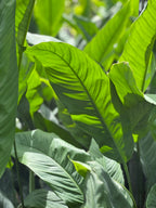 Spathiphyllum phryniifolium
