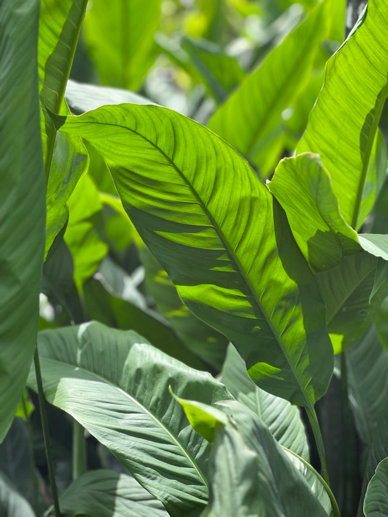 Spathiphyllum phryniifolium