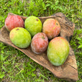 Mangifera indica 'Super Alphonso' Tree