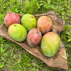 Mangifera indica 'Super Alphonso'