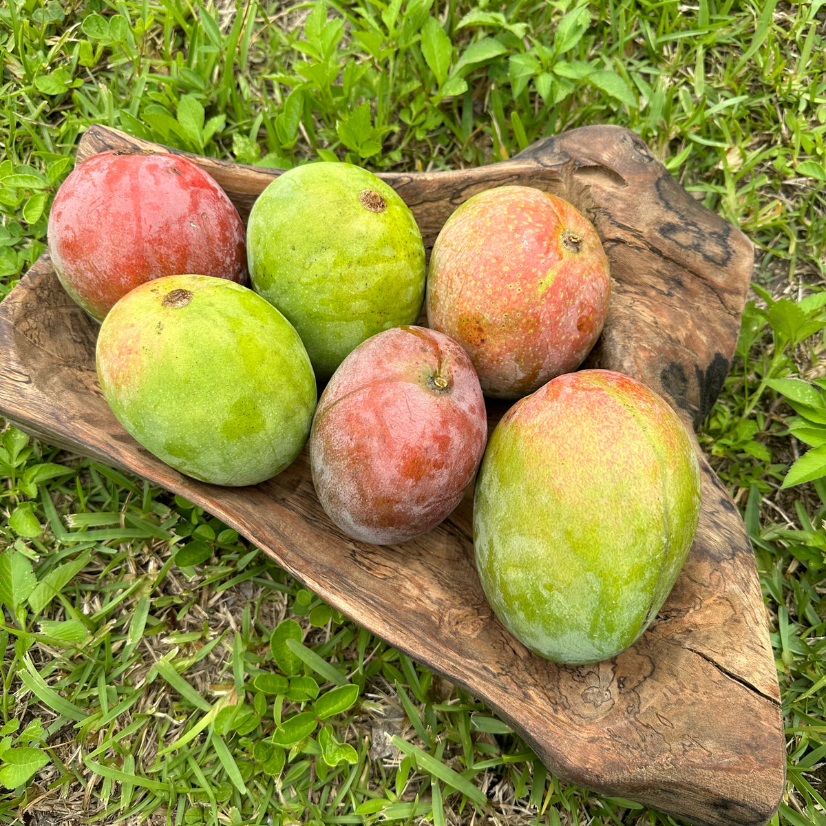 Mangifera indica 'Super Alphonso'