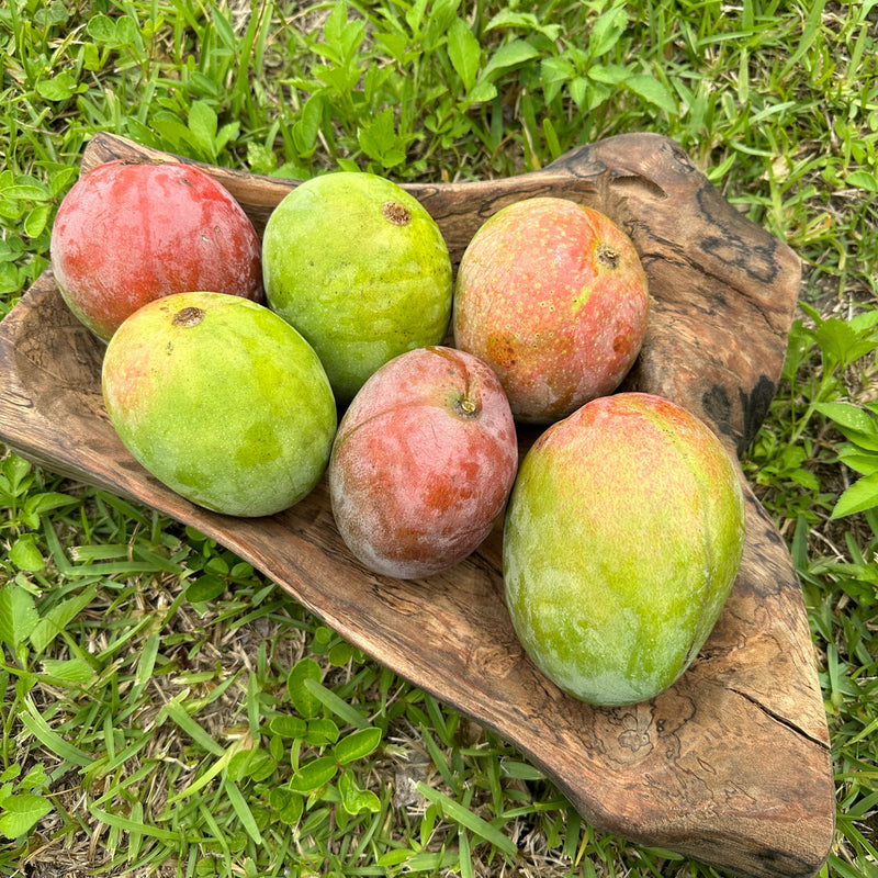 Mangifera indica 'Super Alphonso'