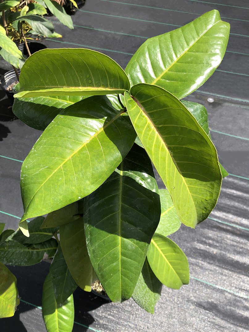 Syzygium thalassicum