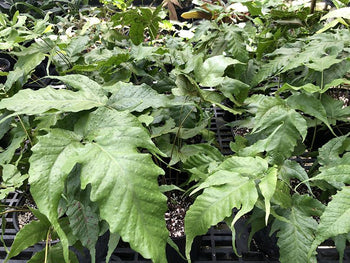 Tectaria heracleifolia