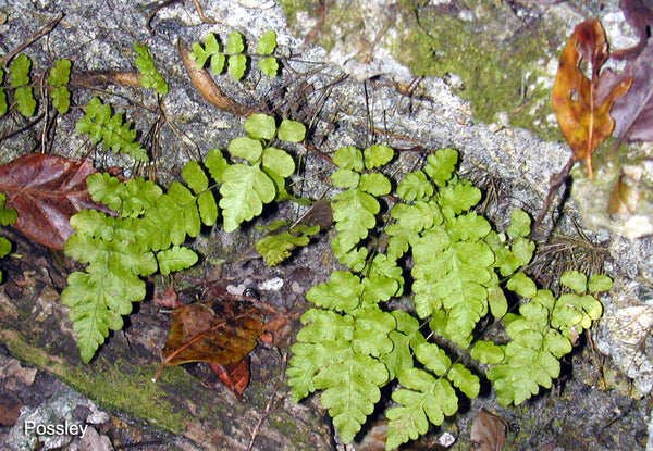 Thelypteris reptans