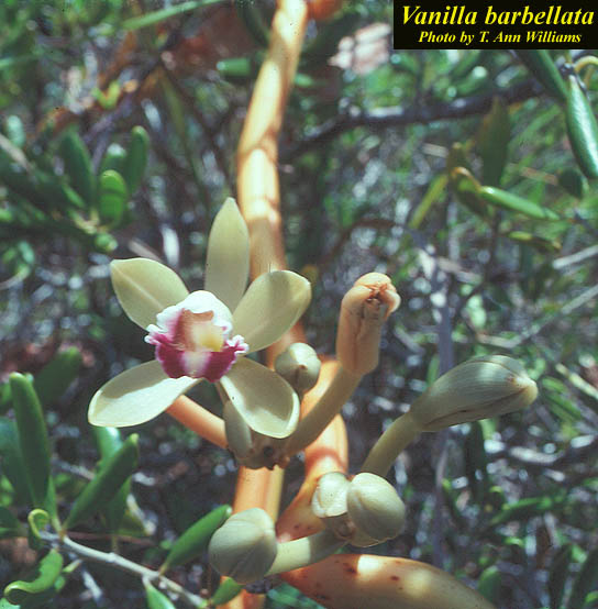 Vanilla barbellata