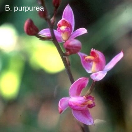 Bletia purpurea