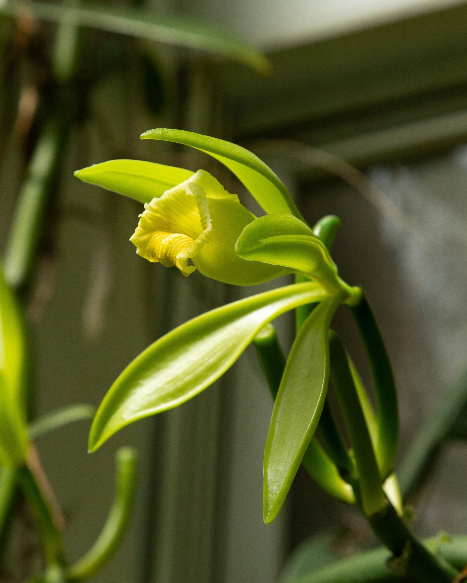 Vanilla planifolia