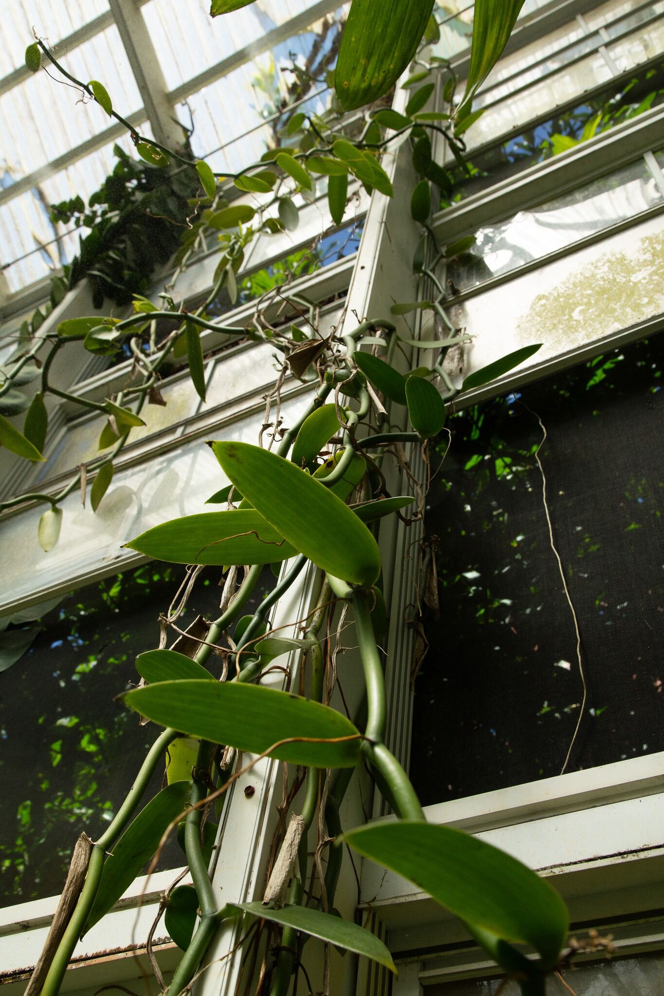 Vanilla planifolia
