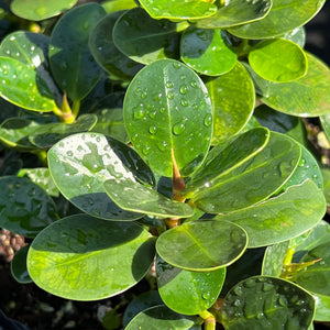 Ficus microcarpa 'Mini Flat Leaf'