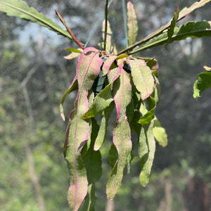 Epiphyllum phyllanthus
