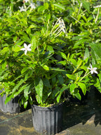 Alibertia sp. 'Shooting Star'