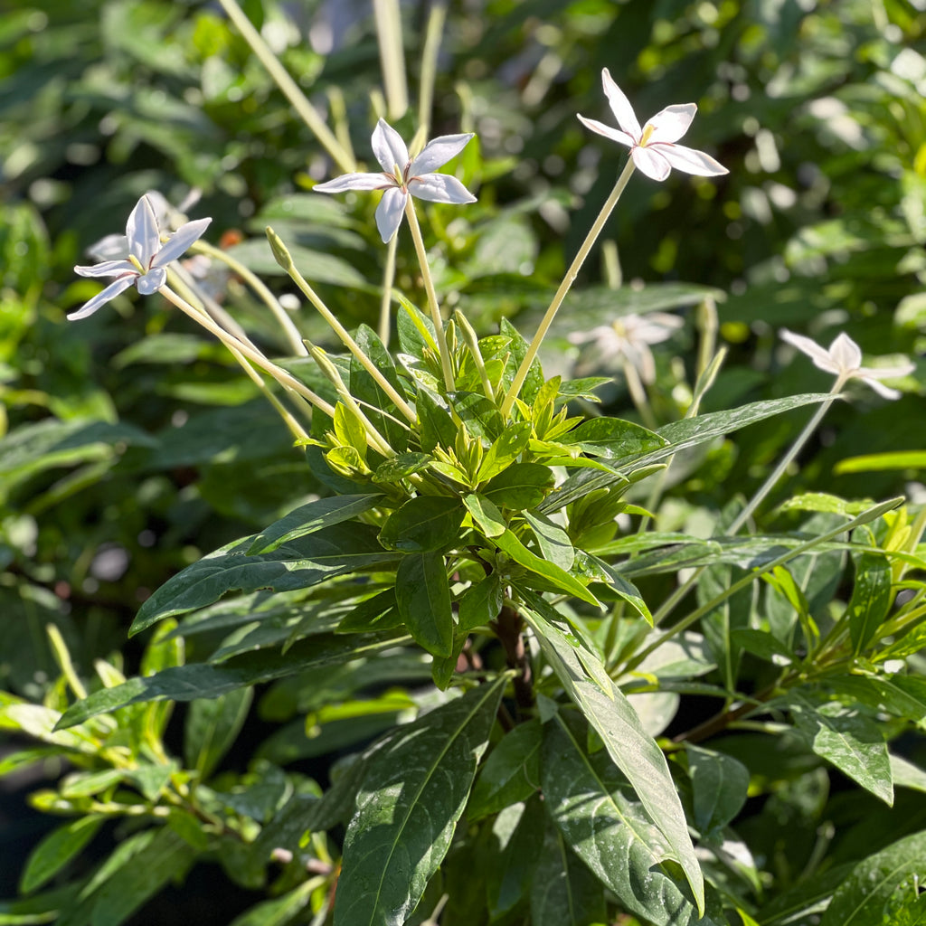 Alibertia sp. 'Shooting Star'