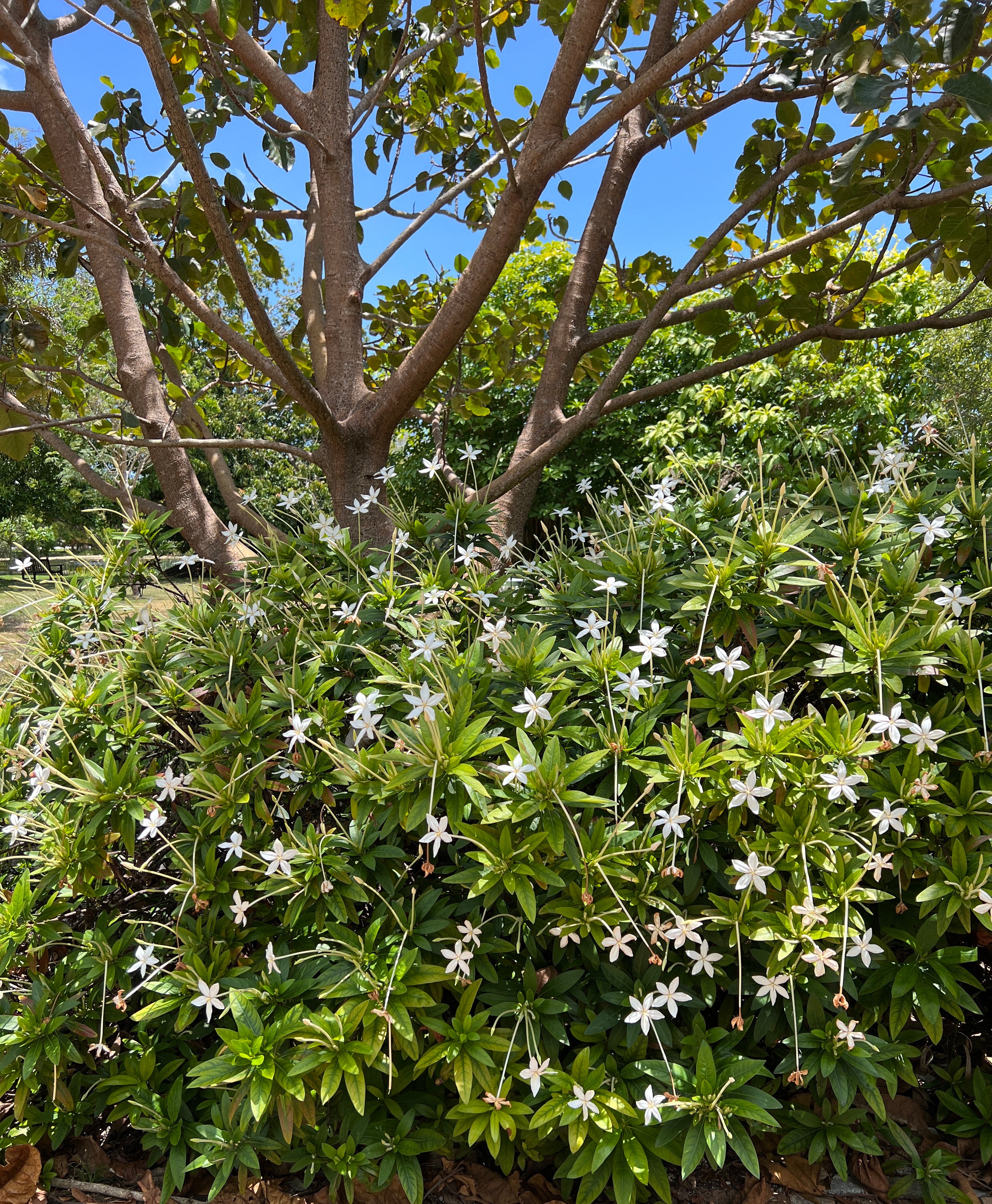 Alibertia sp. 'Shooting Star'