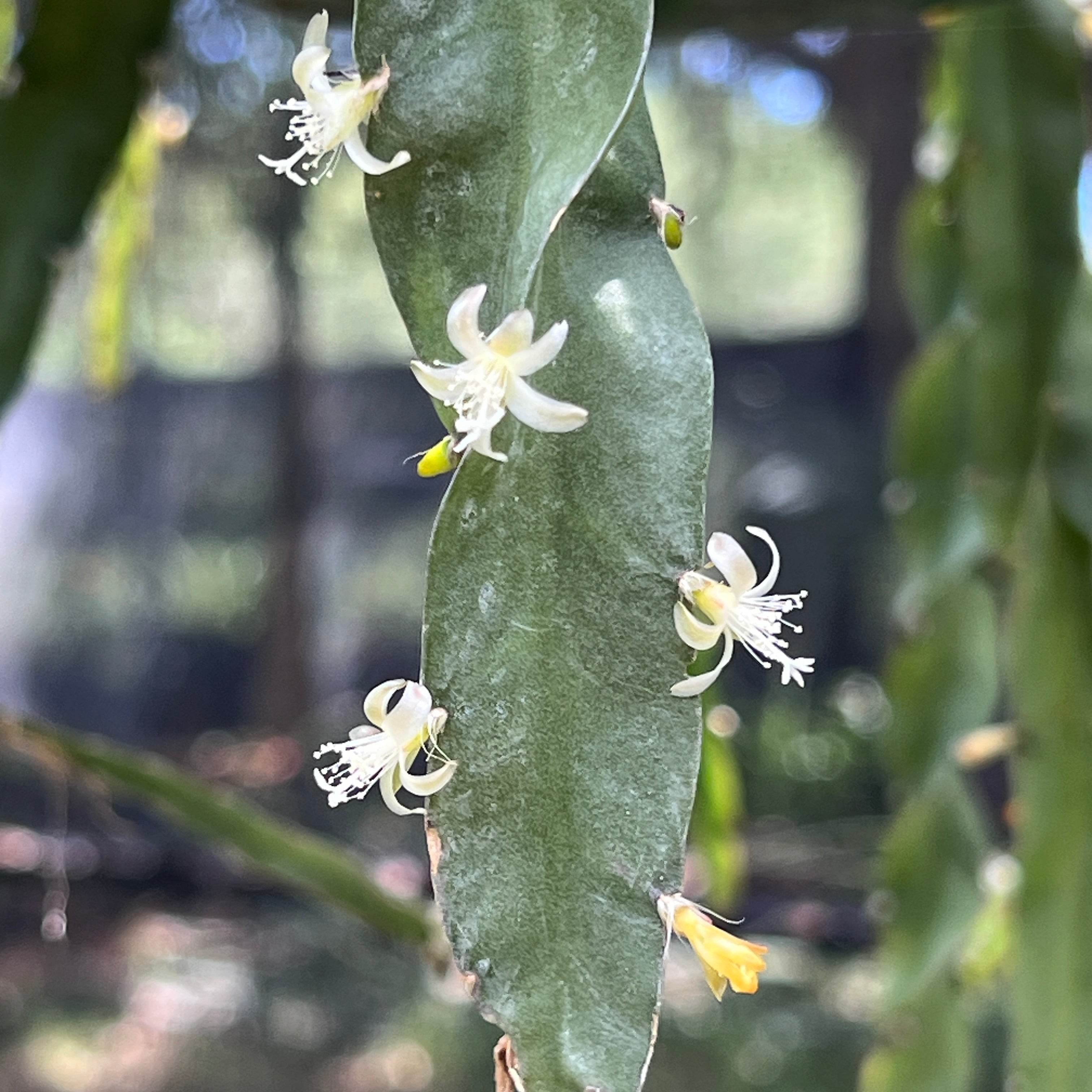 Fairchild Tropical Botanic Garden Lepismium cruciforme f. spiralis - Thumbnail 2
