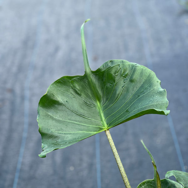 Alocasia 'Sting Ray'