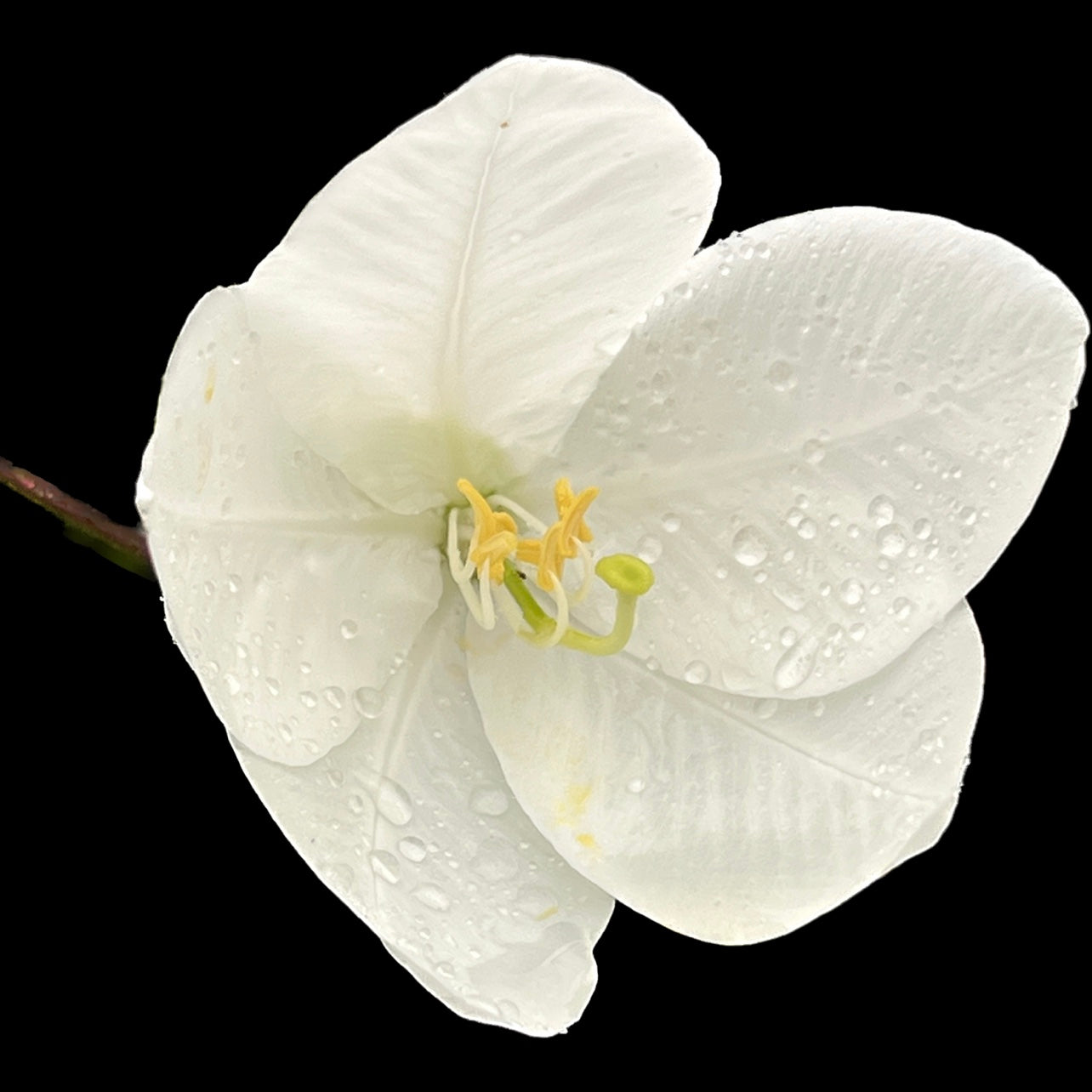 Bauhinia acuminata