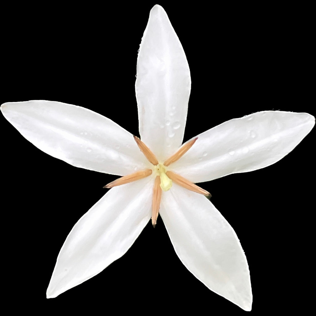 Alibertia sp. 'Shooting Star'