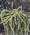 Lepismium cruciforme f. spiralis