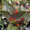 Chrysothemis pulchella 'Black Flamingo'