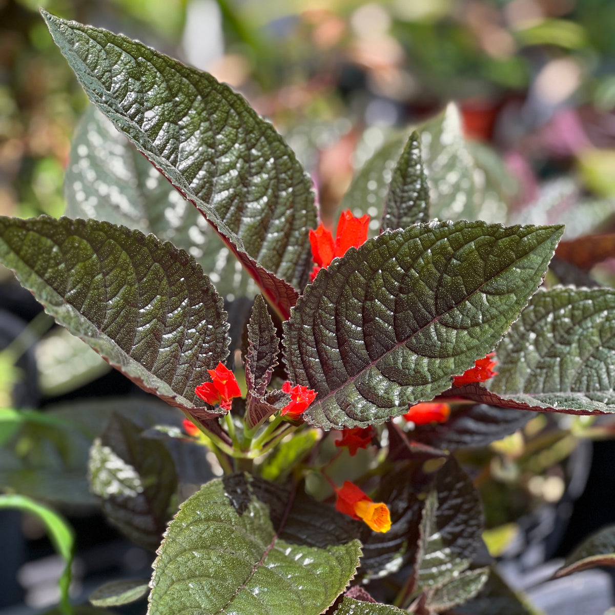 Chrysothemis pulchella 'Black Flamingo'