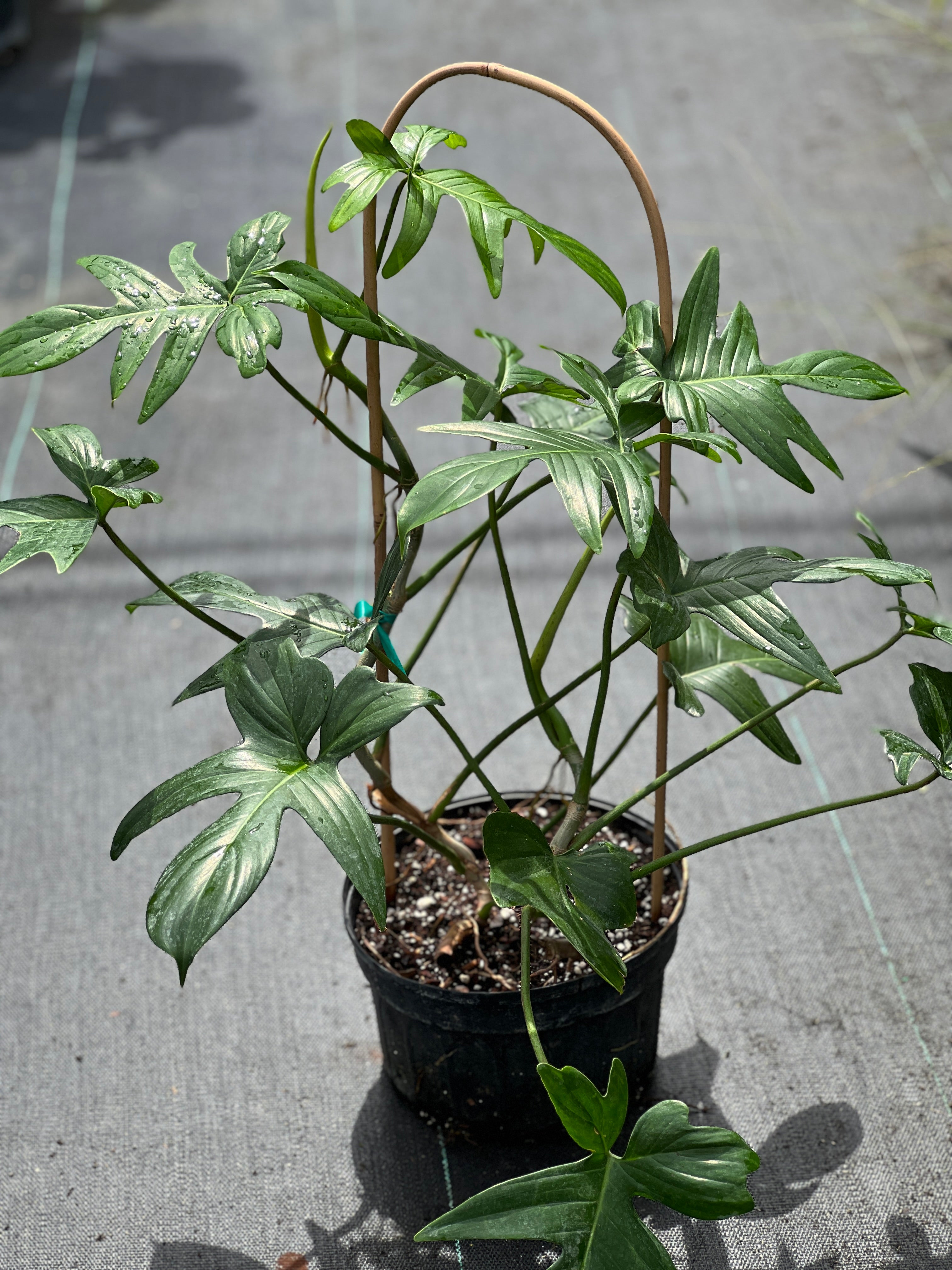 canoe leaf philodendron Philodendron pedatum